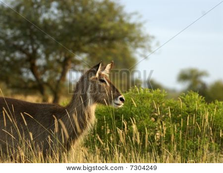 Young Female Waterbuck