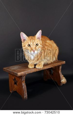 Red cat on wooden stool on dark background