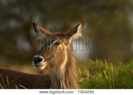 Portrait Of A Female Waterbuck