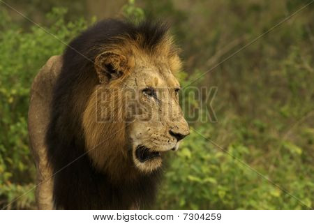 Black Maned Lion