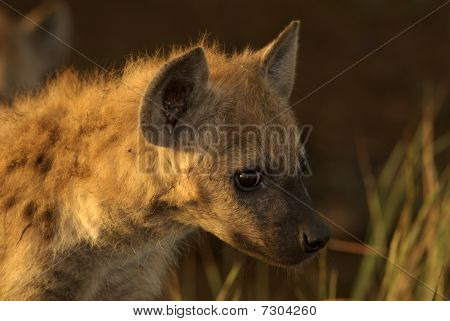 Hyena Pup In The Early Morning