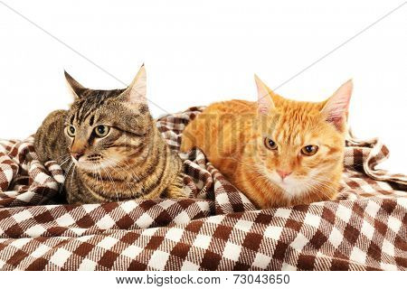 Red and grey cats on blanket isolated on white