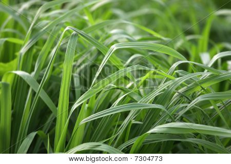 Licht auf dem Gras