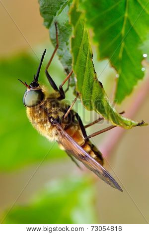 pale giant horse-fly outdoor (tabanus bovinus)