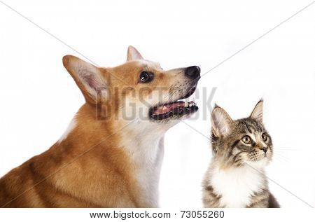 dog and cat is looking up, portrait in profile