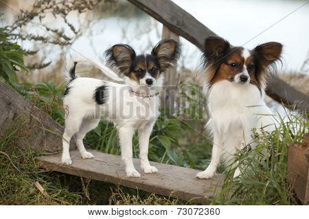 Portrait of purebred Papillon dog