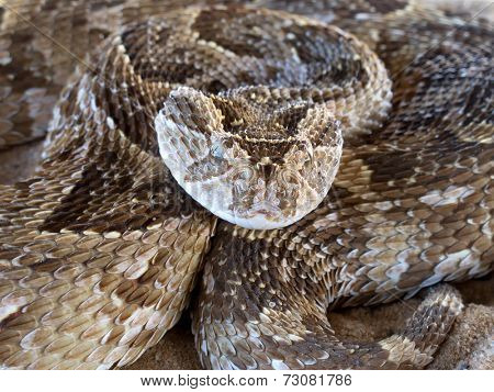 Close-up of a coiled puff adder (Bitis arietans) snake ready to strike, South Africa