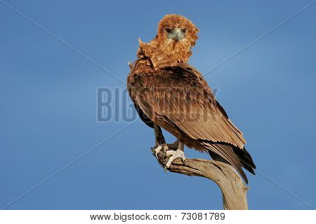 Immature Bateleur eagle (Terathopius ecaudatus) perched on a branch, Kalahari, South Africa