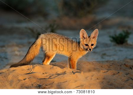 Cape fox (Vulpes chama) outside its den in early morning light, Kalahari desert, South Africa