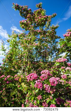 Bloosoming Pink Flowers Of Hawthorn Tree
