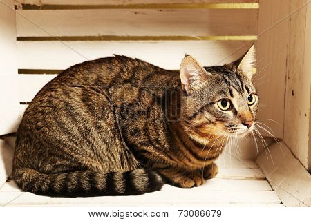 Grey cat in wooden box