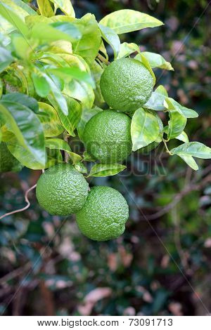Lemons on the tree
