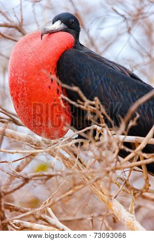 Close up of male magnificent frigatebird with inflated throat pouch