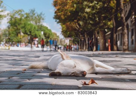 Dog on the street in Istanbul