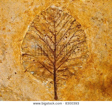 Tiráž listů v betonu