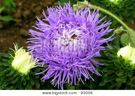 Aster_001