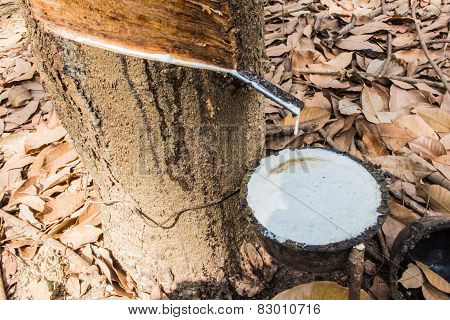 Rubber tree
