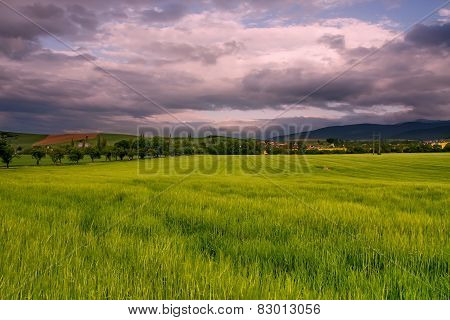 Sunny Field With Cloudy Sky