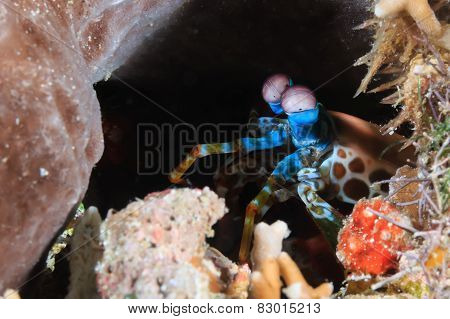 Mantis Shrimp Peering Out Of A Hole