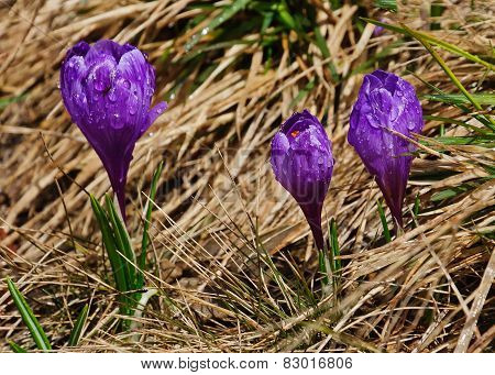 Morning Dew And Crocus