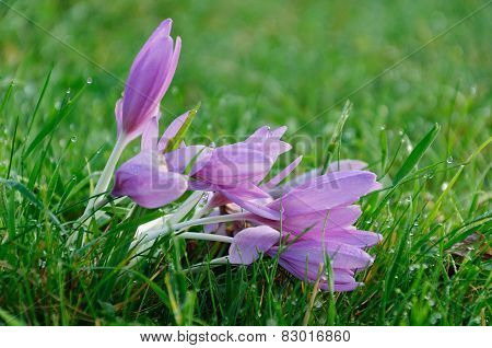 Purple Spring Crocus On A Meadow