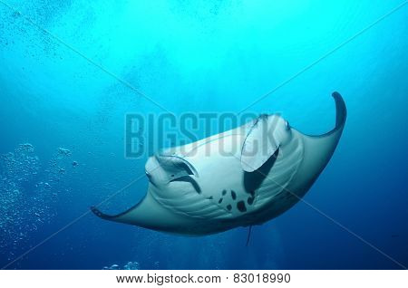 Floating Manta Ray