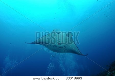 Floating Manta