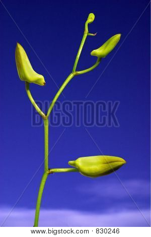 Orchid spruiten II