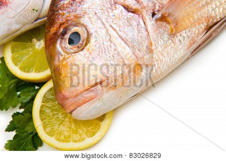 Raw Porgy On White Background