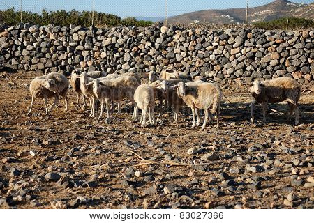 Sheep Walking In Mountain
