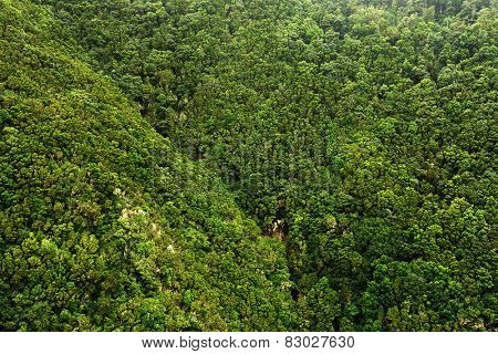 Laurel forest in Canary Islands, Spain, Europe
