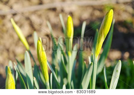 Narcissus Jonquilla