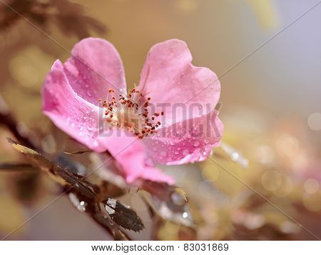 Pink Flower Of A Dogrose.