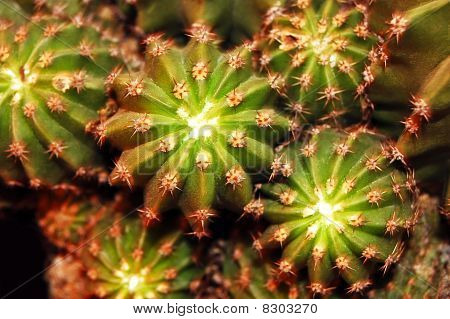 Cactus