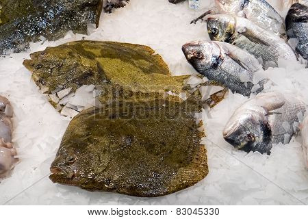 Fresh plaice for sale