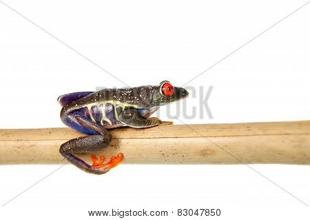 Red eyed tree frog at night on white background