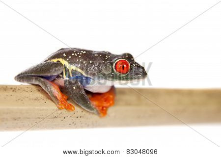 Red eyed tree frog at night on white background