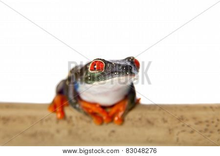 Red eyed tree frog at night on white background
