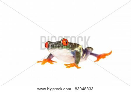 Red eyed tree frog at night on white background