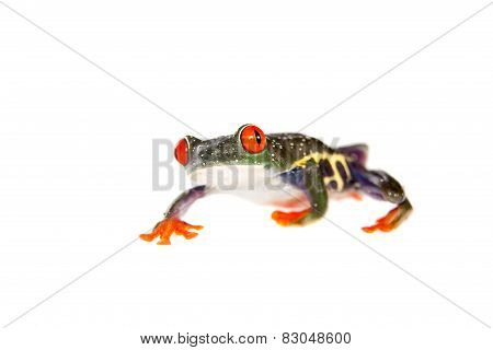Red eyed tree frog at night on white background
