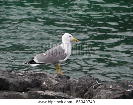 The lesser black-backed gull