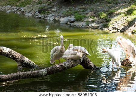 Great White Pelicans