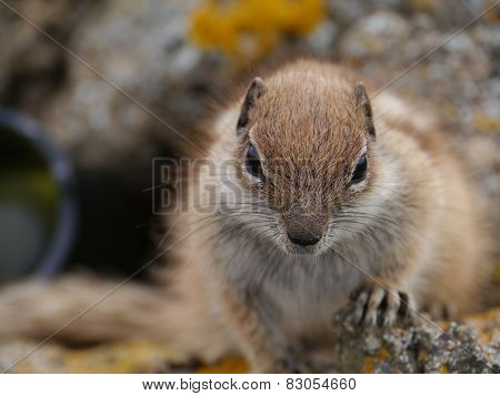 A close up of a squirrel