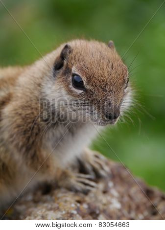 A ground squirrel