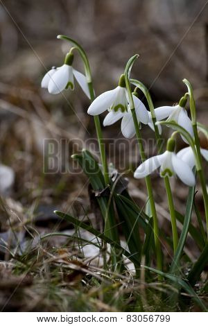 snowdrops