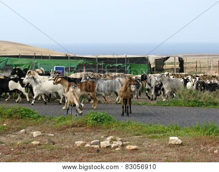 Goats on the road