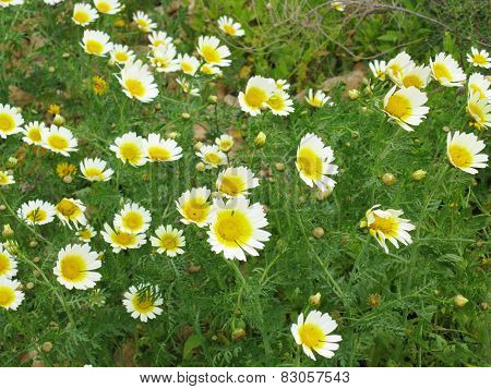 Yellow with white wild flowers