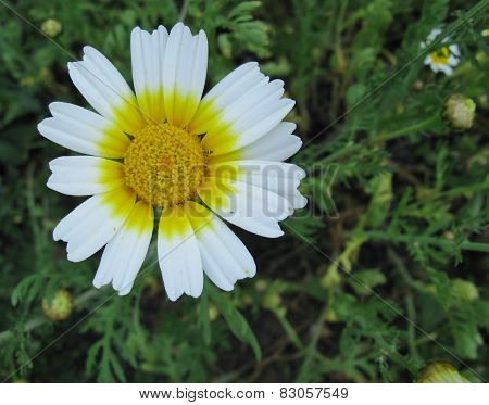 A white field flower with a yellow heart