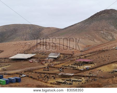 A large herd of goats at a farm