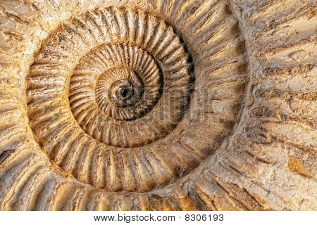 Ammonite Closeup